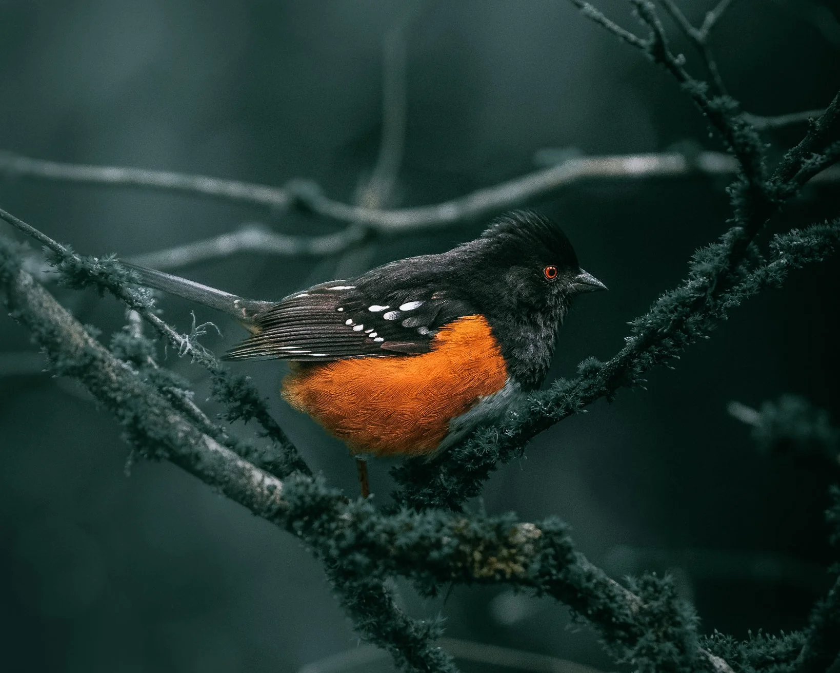 Master Your Nature Photography Style